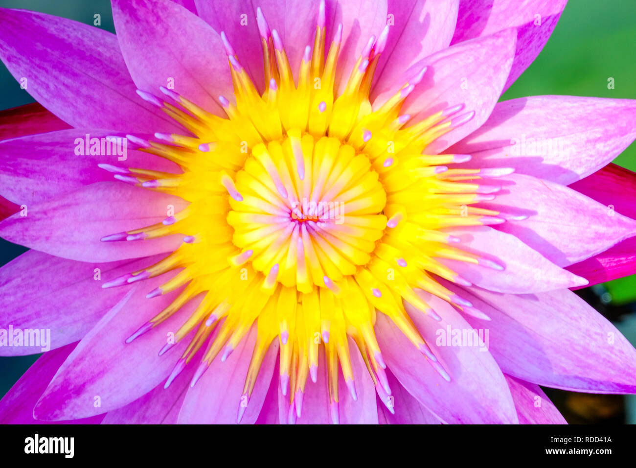 Pink Lotus are blooming beautifully on daytime,  The lotus is the symbol of Buddhism and Buddhist showing respect sacred. Stock Photo