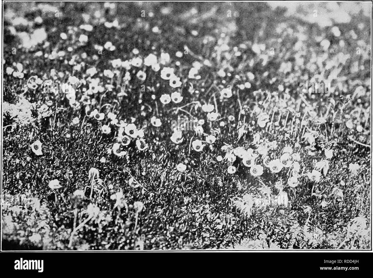 . Report of the Canadian Arctic Expedition 1913-18. Scientific expeditions. Fig. 1. Buttercup, Ranunculus affinis R. Br., in bloom on hillside. Bernard harbour, July 3, 1916. (Photo by R. M. Anderson). Fif. 2. Dryas iniegrifoUa M. Vahl, in bloom on dry hillside. Bernard harbour, July 3, 1916. (Photo by R. M, Anderson). Please note that these images are extracted from scanned page images that may have been digitally enhanced for readability - coloration and appearance of these illustrations may not perfectly resemble the original work.. Canadian Arctic Expedition (1913-1918). Ottawa, F. A. Acla Stock Photo