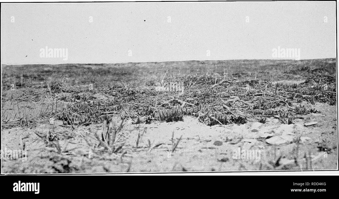 . Report of the Canadian Arctic Expedition 1913-18. Scientific expeditions. Fig. 1. Sandy slope at Bernard harbour, Dolphin and Union strait. Northwest Territories. Hedysarum Mackemii Richards., Dryas integrifolia M. Vahl. August 4, 1916. (Photo by F. Johansen). Fig 2 Sandy slope, Bernard harbour, July 19, 1915. Staminate flowers of Salix anglorum Cham. (Photo by F. Johansen). Please note that these images are extracted from scanned page images that may have been digitally enhanced for readability - coloration and appearance of these illustrations may not perfectly resemble the original work.. Stock Photo