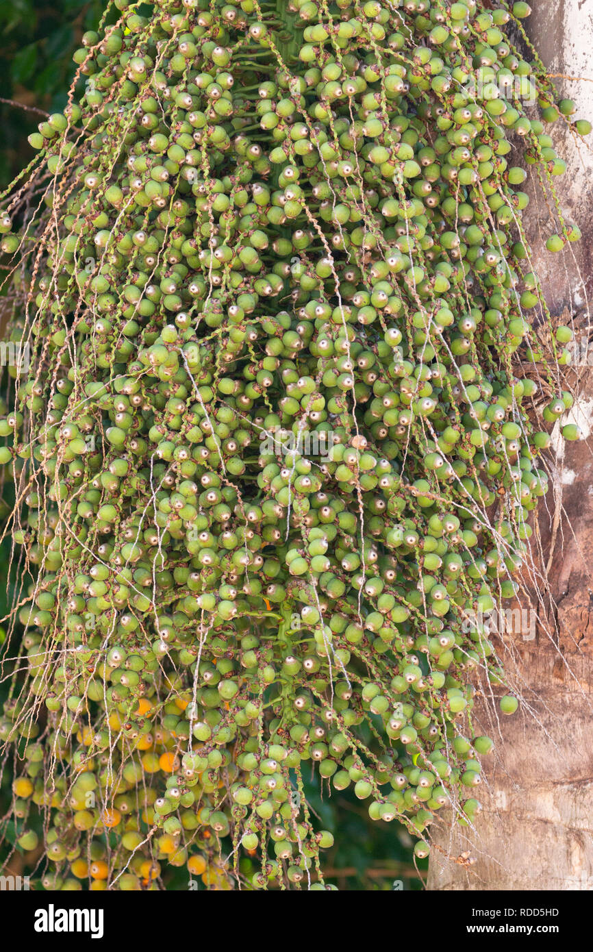 A close up view of the green seads of a plam tree waiting to ripen Stock Photo