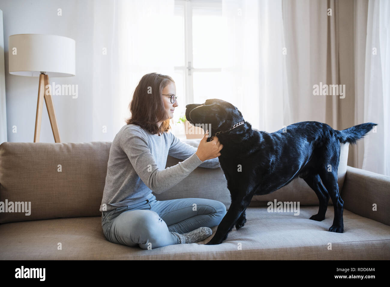 Teenage girl sitting on a sofa indoors, playing with a pet dog. Stock Photo