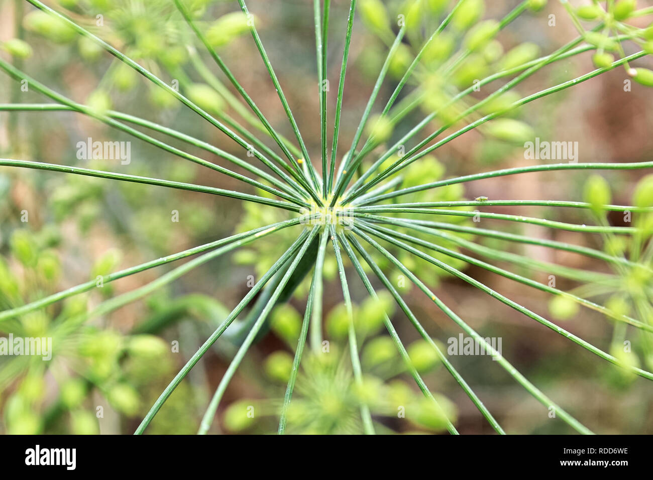 Cluster of umbel hi-res stock photography and images - Alamy
