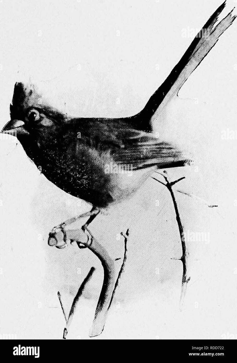 jersey birds