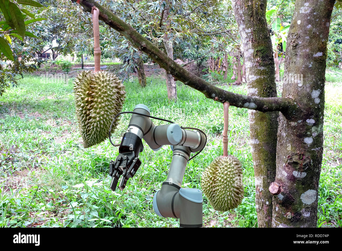 Durian gardens installed industrial robot for assistant in the harvest a product, smart farming 4.0 and concept Stock Photo