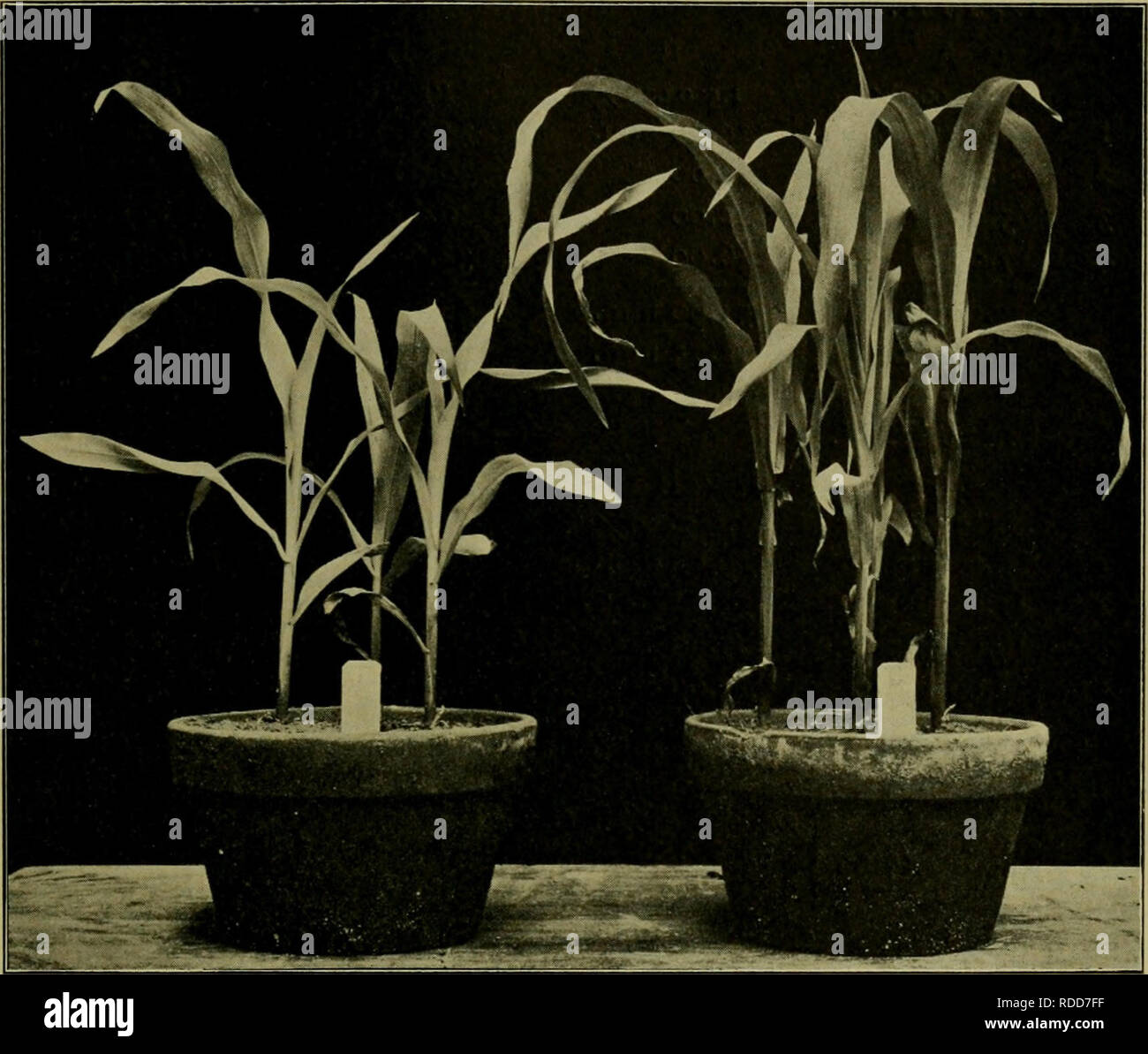 . Effects of the rays of radium on plants. Plants. EFFECTS OF EXPOSING SEEDS 117. Fig. 15. Experiment 26. Retardation of Growth of Zea Mays by Exposing Grains, before Planting, to a Sealed Glass Tube of Radio-Tellurium. Duration of Exposure, 24 Hours. ^a 3 J II, 10 A.M. A B D E 1,800,000 X 1,500,000 X Ra. Tel. Control I 0.00 mm. 13.50 mm 22.50 mm. 29.50 mm 2 6.00 7.00 17.00 28.00 3 0.00 7.00 0.00 23.00 4 4.00 3.00 20.00 22.50 10.00 mm. 30.50 mm. 59.50 mm. 103.00 mm 5.00 mm. 7.62 mm. 19,83 mm. 25.75 mm. Please note that these images are extracted from scanned page images that may have been digi Stock Photo