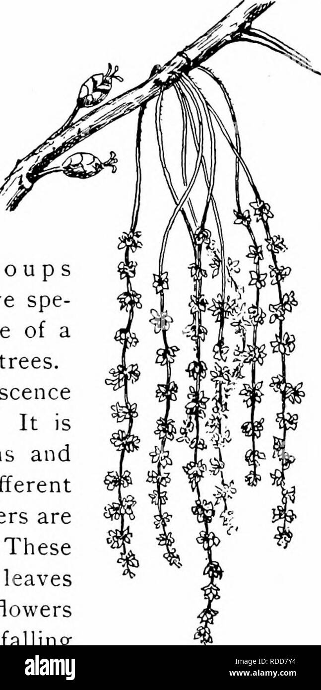 . Our native trees and how to identify them : a popular study of their habits and their peculiarities . Trees. side roots and often care no more for its tap root which has been its only support than the frog cares for the tail of the tadpole after it has got on its own legs.&quot; —ROBKRT Douglas in Garden and Forest. This genus is one of close family ties and marked resem- blances. The bark of every species is heavily charged with tannic acid. The roots take hold of the earth in two ways ; a strong tap root goes down deep into the ground and at the same time wide spreading horizontal roots ke Stock Photo