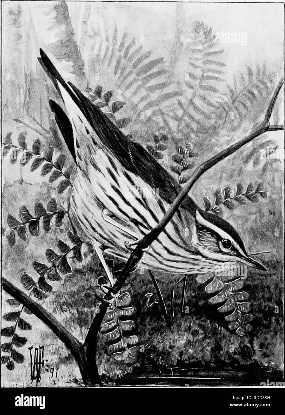 . Song birds and water fowl. Birds; Water birds. WATER THRUSHES The delicious warble of the wren, the vireo, the water thrush, may effectively have the accompaniment of the babbling brook, or the cascade's noisy plunge (p 56).. Please note that these images are extracted from scanned page images that may have been digitally enhanced for readability - coloration and appearance of these illustrations may not perfectly resemble the original work.. Parkhurst, Howard Elmore, 1848-1916; Fuertes, Louis Agassiz, 1874-1927. New York, C. Scribner's Sons Stock Photo