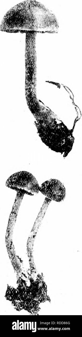 . Minnesota mushrooms ... Botany; Mushrooms. Figure 38. Naucori. pediades Galera lateritia Cone Galera C a p 2-3 cm. wide, yellowish to tan or darker, thin, smooth, slightly striate when moist, narrowly and persistently conical, or finally somewhat bell-shaped; stem 8-10 cm. by 2-3 mm., whitish, white-powdered, hollow; gills adnexed or seemingly free, brown, very narrowly linear, crowded; spores brownish, rust- colored, elliptic, 12-14 X S-lO/x. The name refers to the color. On dung and among grasses, spring to frost: well-flavored and delicate.. Please note that these images are extracted fr Stock Photo
