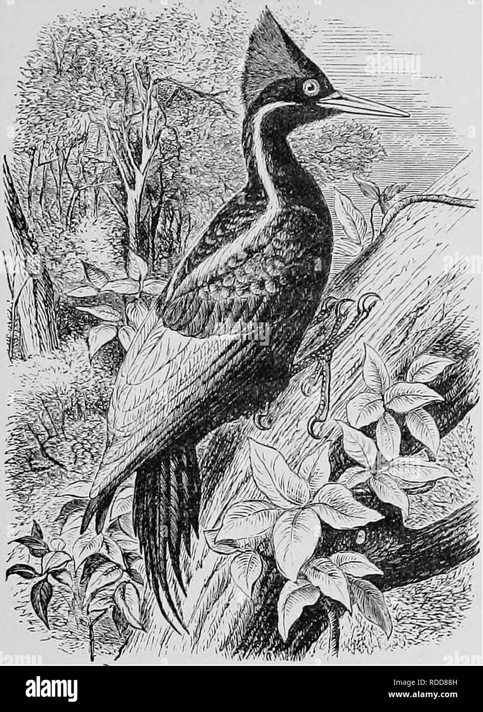 . A popular handbook of the ornithology of the United States and Canada, based on Nuttall's Manual. Birds; Birds. IVORY-BILLED WOODPECKER. Campephilus principalis. Char. Glossy black; white stripe from bill down sides of neck ; scap- ulars and secondaries white; bill ivory white. Male with crest of scarlet and black ; female with crest of black. Length 21 inches. Nest. In a cypress-swamp or deep forest; a cavity excavated in a live tree. Eggs. 4-6; white; 1.40 X i.oo. This large and splendid bird is a native of Brazil, Mexico, and the Southern States, being seldom seen to the north of Virginia Stock Photo