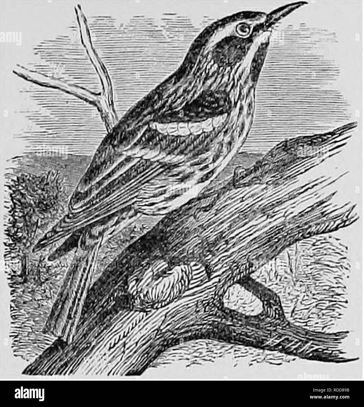 . A popular handbook of the ornithology of the United States and Canada, based on Nuttall's Manual. Birds; Birds. BLACK AND WHITE WARBLER. BLACK AND WHITE CREEPER. Mniotilta VARIA. Char. Above, black striped with white, head, wings, and tail mostly black; beneath, white, more or less striped with black. Female and young without stripes on the throat. Length 4&gt;4 to 5J4 inches. Nest. In open woodland or pasture; placed at the foot of a tree or stump, or at the base of a moss-covered rock, sometimes in a hole; made of grass, moss, and shreds of bark, and lined with grass, hair, roots, and vege Stock Photo
