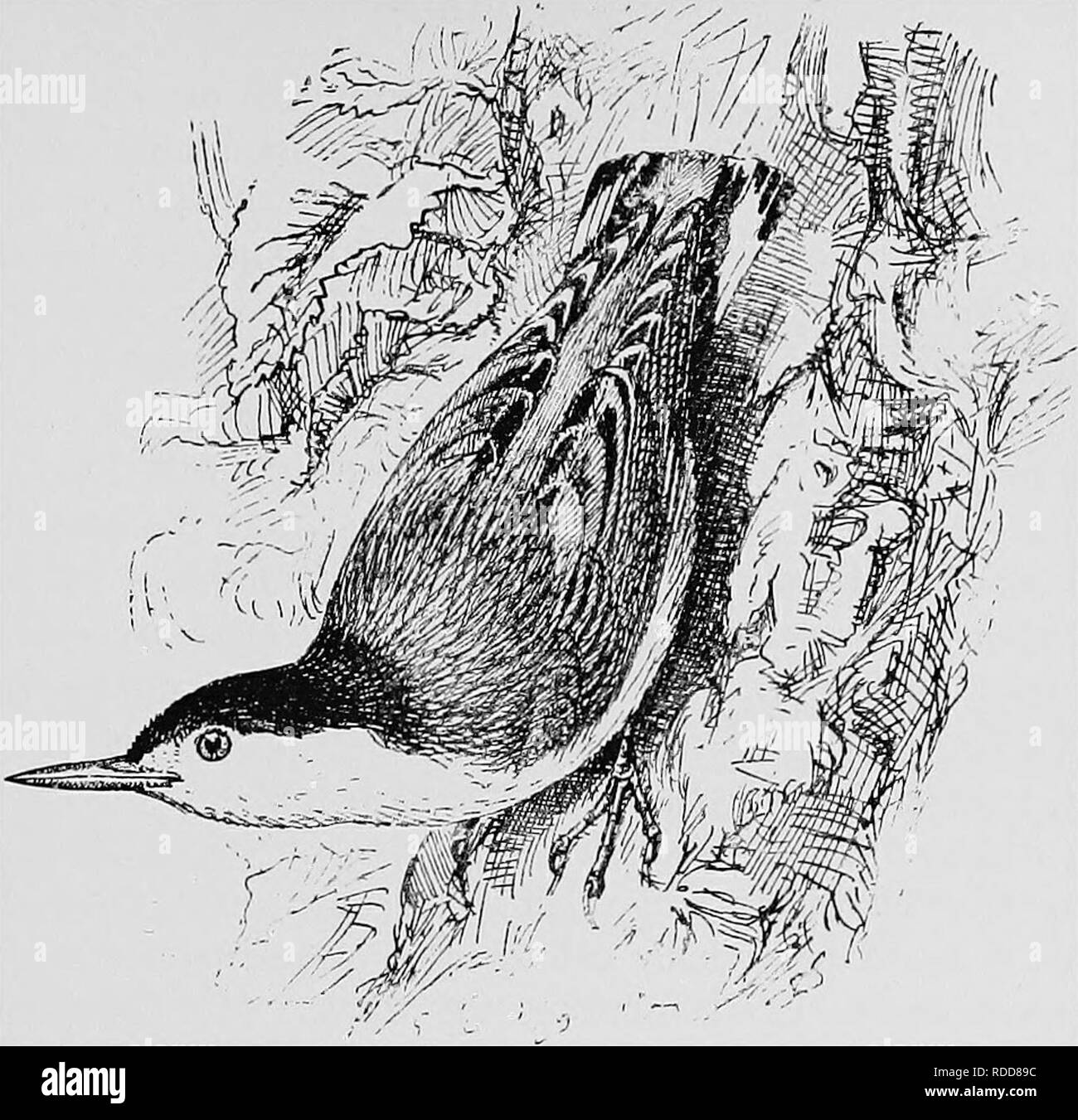 . A popular handbook of the ornithology of the United States and Canada, based on Nuttall's Manual. Birds; Birds. WHITE-BREASTED NUTHATCH. SiTTA CAROLINENSIS. Char. Above, bluish ash; top of head and neck black; wings black, blue, and white; tail black, marked with white; beneath, white; under tail-coverts reddish brown. Bill long and acute. Female and young similar, but black of head tinged with ashy or wanting. Length 5|^ inches. Nest. In open woodland, placed at the bottom of a cavity excavated in a dead tree or stump, â sometimes an old woodpecker's nest is used; made of leaves, grass, fea Stock Photo