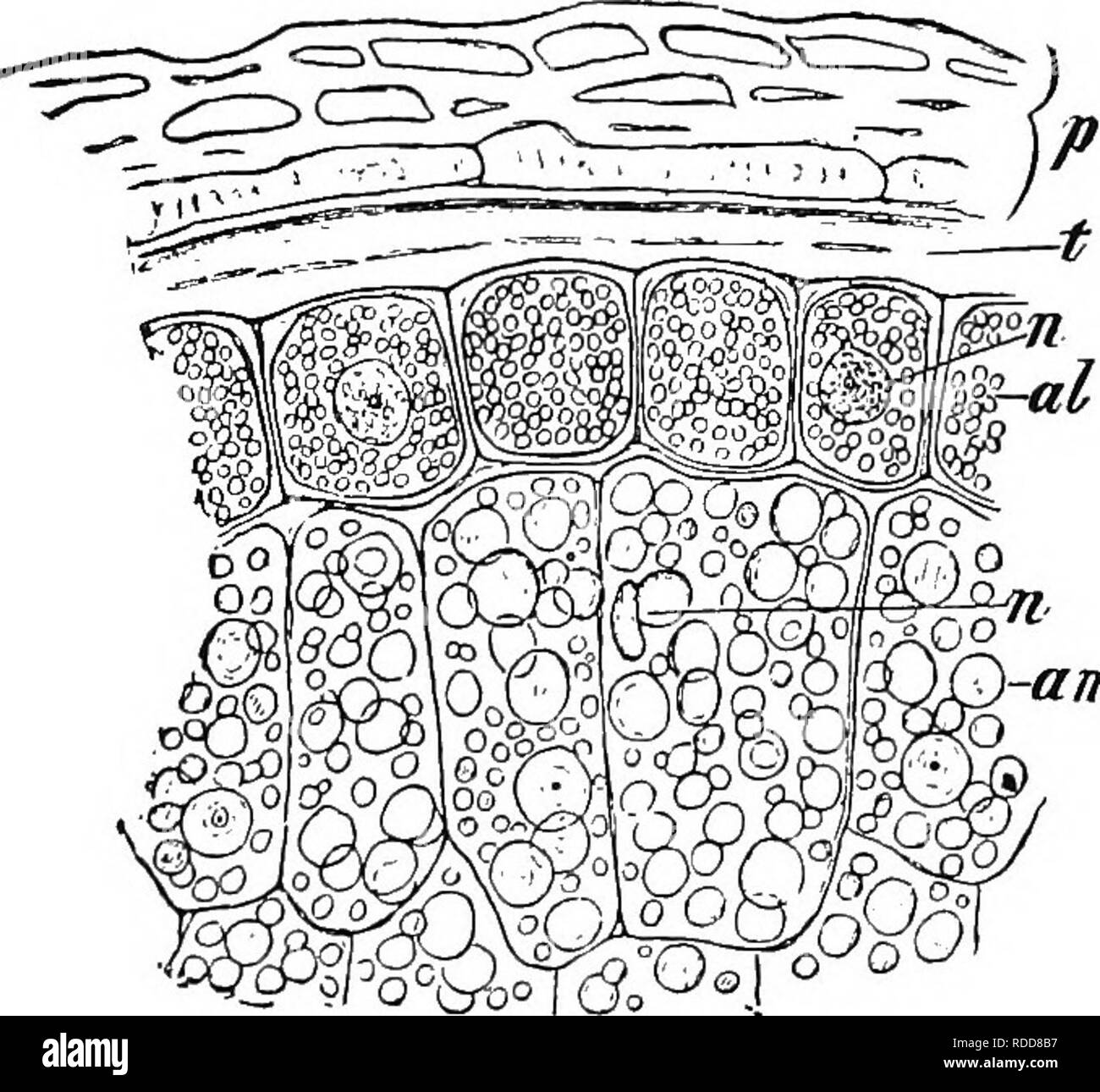 . Botany for agricultural students . Botany. 280 LEAVES. -am The vegetable -proteins are of many kinds and they vary greatly in physical and chemical properties. They occur as crystals, granules, or in solution in the vacuoles of the protoplasm, or in inti- mate association with the protoplasm. They are present to some ex- tent in all plant cells, but are more prominent as storage products in seeds, where they are usually associated with starch and fats. Some- times, as in the aleurone . , , . ^ layer of the cereals, Fig. 251. â Cross section through grain of â ' . , , v^h.&lt;isX {Triiicumvul Stock Photo