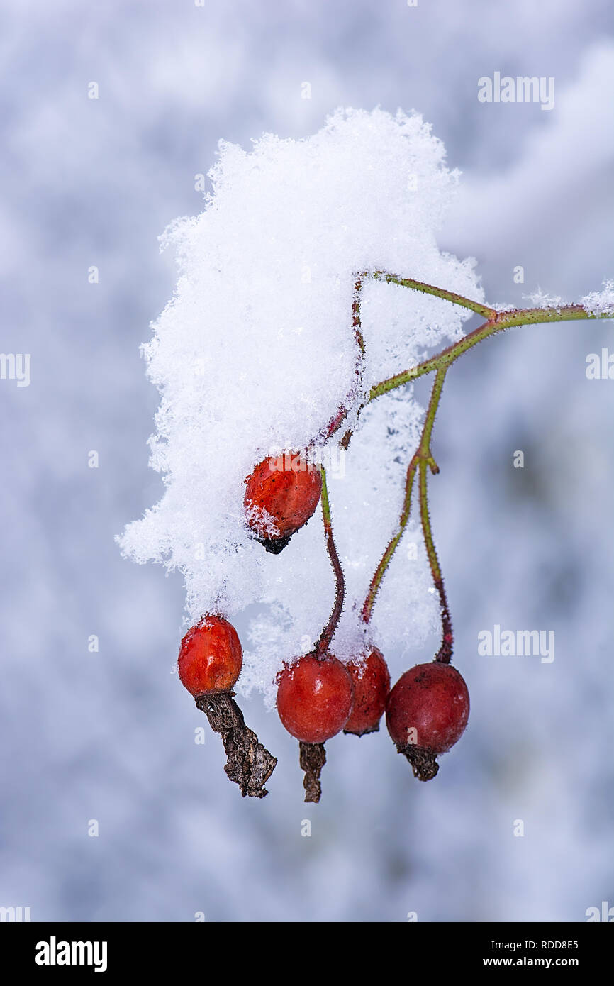 Closeup of red rose hips covered with snow Stock Photo