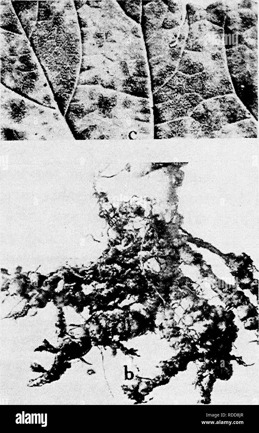 . Diseases of truck crops and their control . Vegetables. / â '^'â¢'f.... Fig. 55. Diseases OF the Okra. a. Okra field badly affected with the Texas Root rot, to the front two resistant hills, b. root knot, c. Cercospora leaf spot.. Please note that these images are extracted from scanned page images that may have been digitally enhanced for readability - coloration and appearance of these illustrations may not perfectly resemble the original work.. Taubenhaus, Jacob Joseph, 1884-1937. New York : E. P. Dutton &amp; Co. Stock Photo