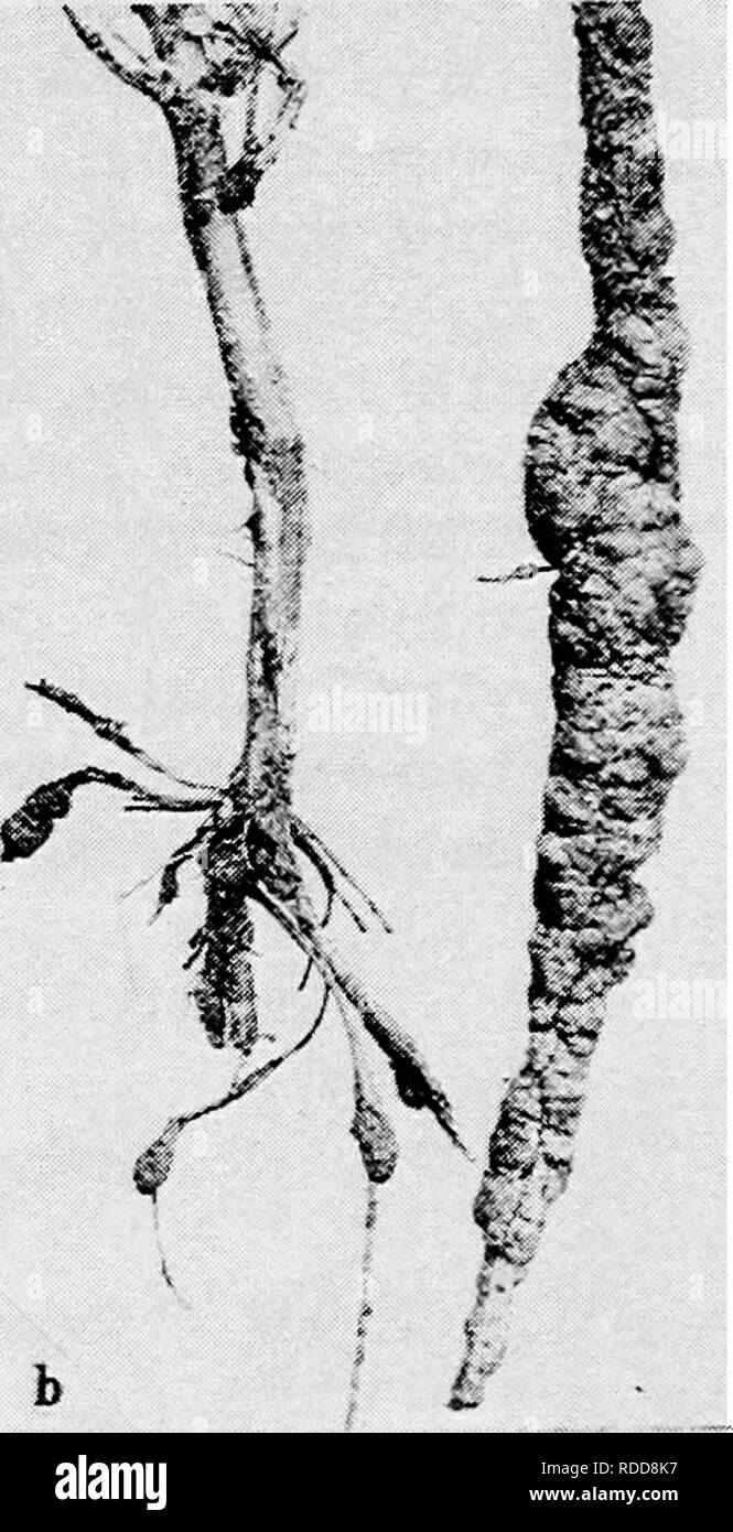 . Diseases of truck crops and their control . Vegetables. Fig. 49. Bean Disease's. a. Rhizoctonia root rot, 6. root knot on lima beans.. Please note that these images are extracted from scanned page images that may have been digitally enhanced for readability - coloration and appearance of these illustrations may not perfectly resemble the original work.. Taubenhaus, Jacob Joseph, 1884-1937. New York : E. P. Dutton &amp; Co. Stock Photo