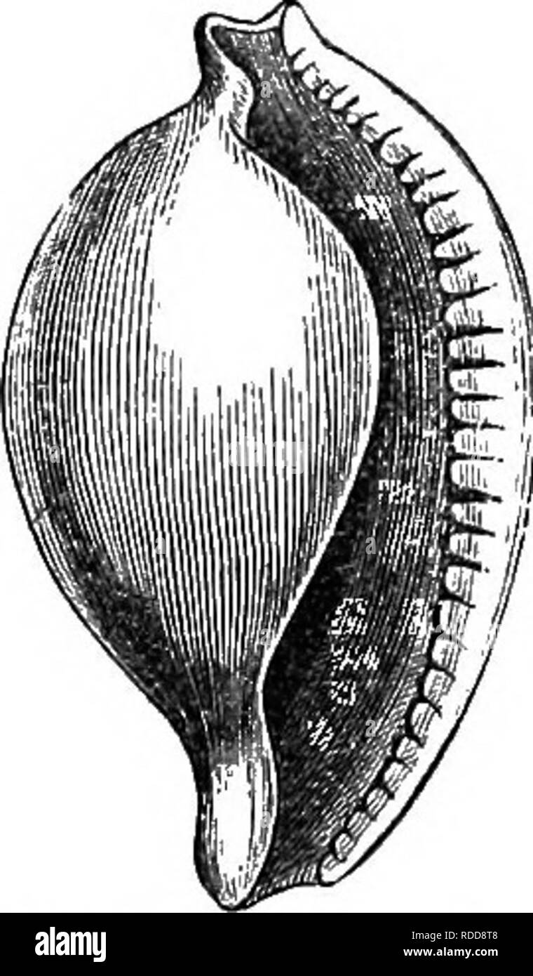 Mitre shell hires stock photography and images Alamy