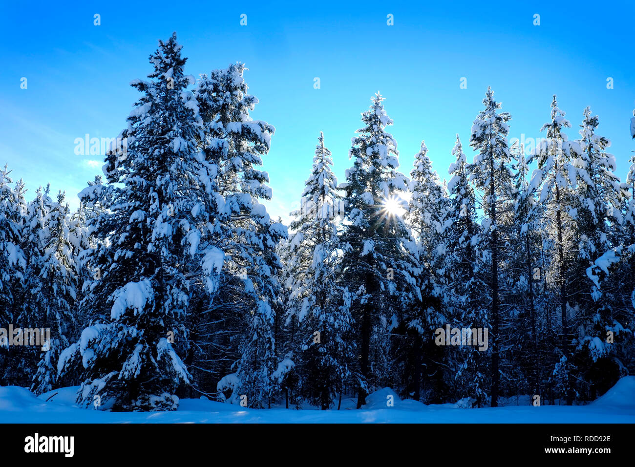 Winter scene of snowy forest pine trees with shunshine and blue sky ...