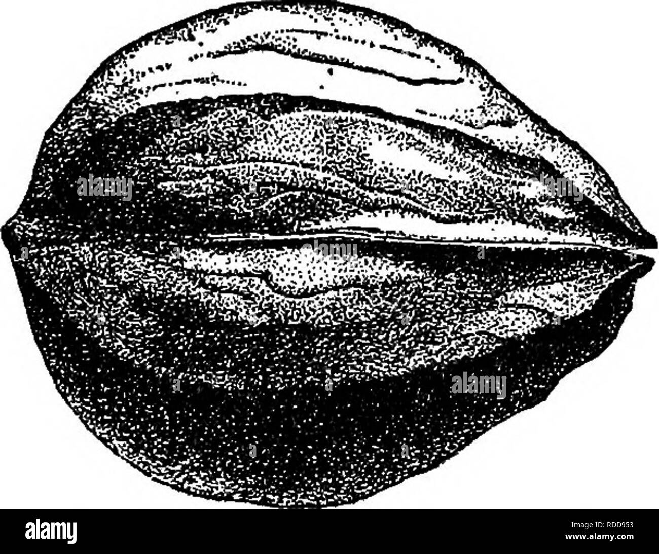 Growing Out Of Tree Black And White Stock Photos Images Page 2 Alamy