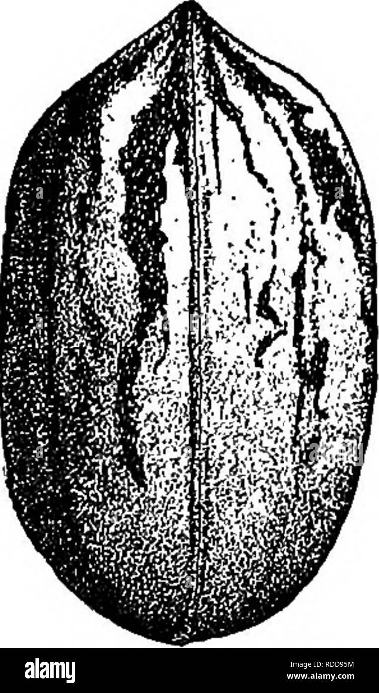 . The American fruit culturist, containing directions for the propagation and culture of all fruits adapted to the United States. Fruit-culture. Fig. 596.—Risien. Fig. 597.—Stuart. Pearl. Medium size, thin shell, sweet kernel; no corky growth in- side. A choice nut for family use, but said to be too small for market. E. E. Risien, San Saba, Tex. Ribera. Size above medium; oblong ovate; cracking qualities good; shell thin ; kernel plump, light brown, free from the bitter, red, corky growth which adheres to the shell; meat yellow, tender, with rich, delicate, pleasant flavor.. Please note that t Stock Photo