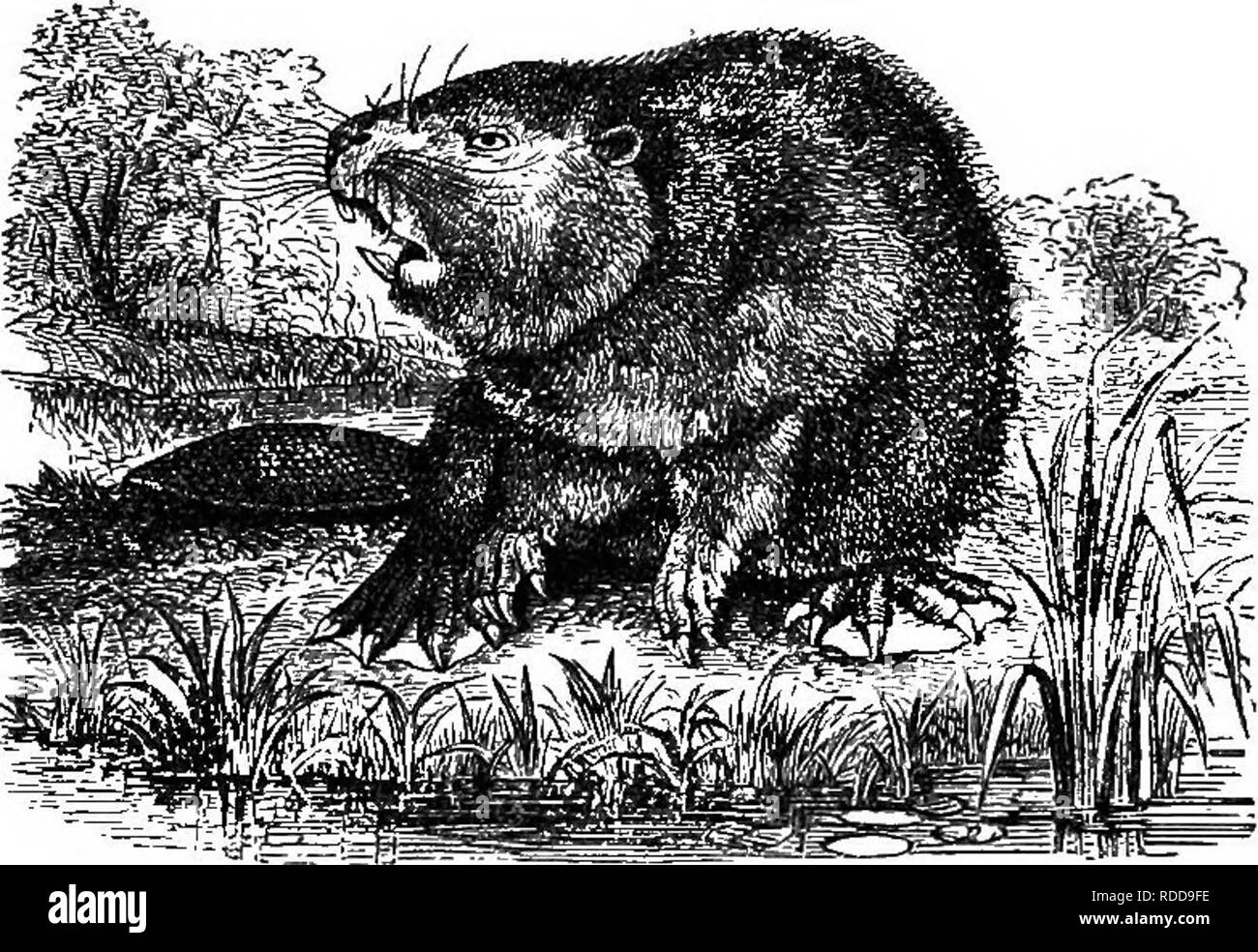 . Natural history of animals. Containing brief descriptions of the