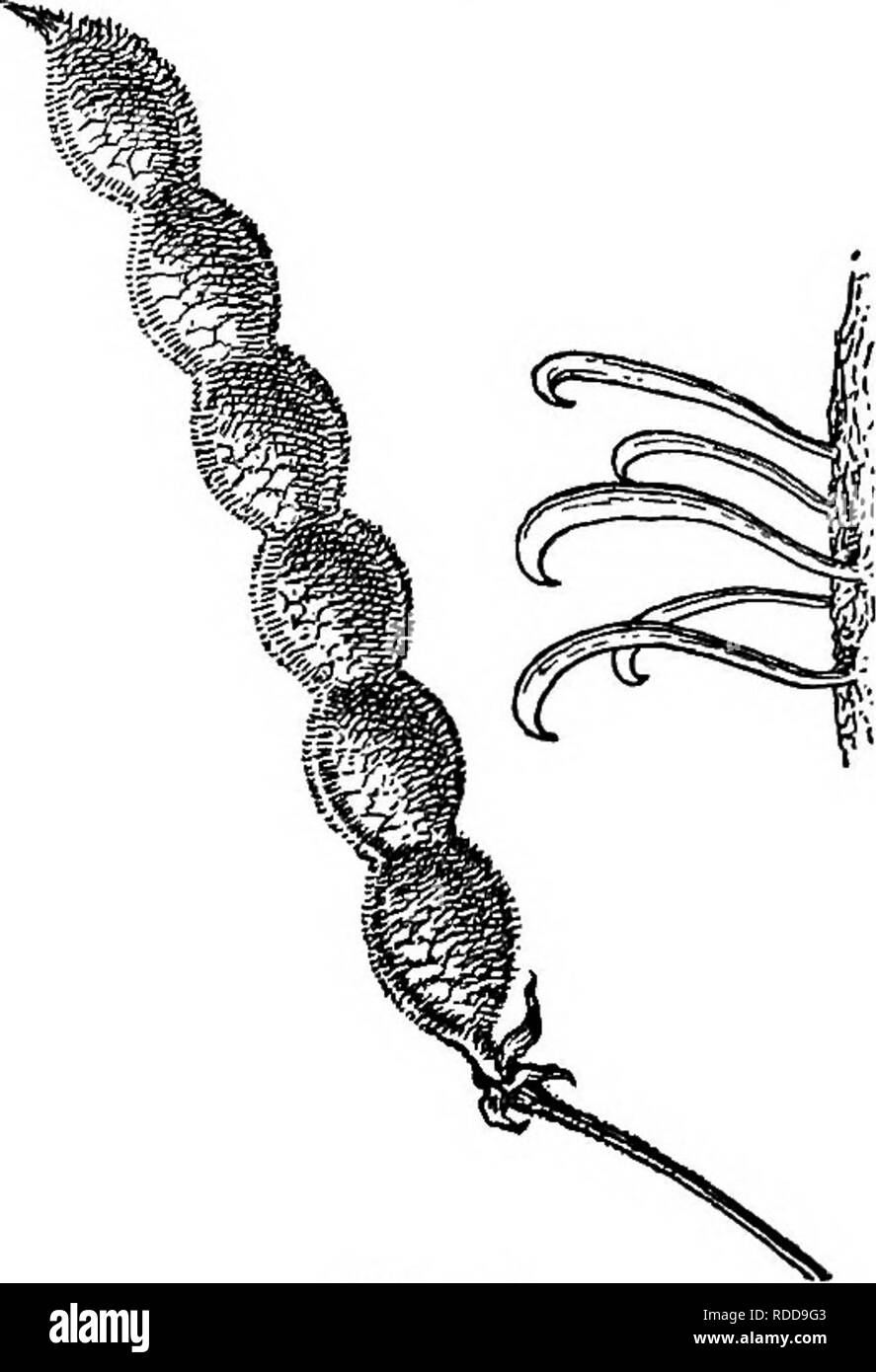 . Lessons in botany. Botany. Fig. 245. Bur of bidens or bur-marigold, show- ing barbed seeds.. Fig. 246. Seed pod of tick-treefoil (desmodium); at the right some of the hooks greatly magnified. are stealing a ride at our expense and annoyance. The hooks and barbs on various seed-pods catch into the hairs of passing animals and the seeds may thus be transported considerable distances. Among the plants familiar to us, which have such contrivances for unlawfully gaining transportation, are the 292. Please note that these images are extracted from scanned page images that may have been digitally e Stock Photo