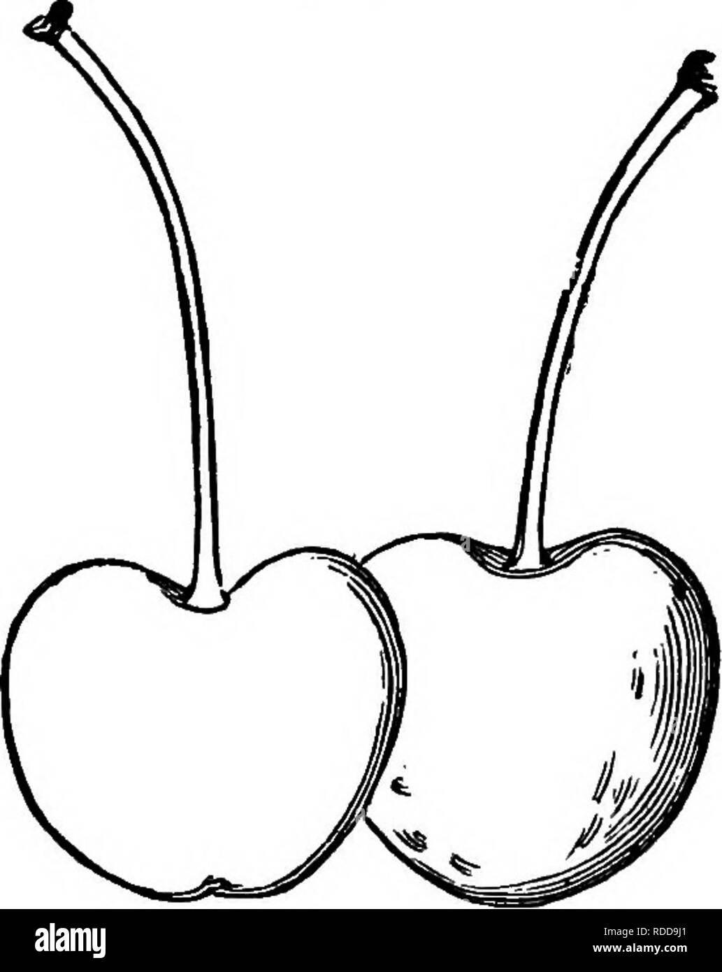 . The American fruit culturist, containing directions for the propagation and culture of all fruits adapted to the United States. Fruit-culture. THE CHERRY. 373 Governor Wood.* Large, roundish heart-shaped; light yellow, shaded and marbled with light red ; stalk an inch and a half long, cavity wide ; rather tender, nearly sweet, rich, excellent. Early to mid-season. Tree vigorous, shoots diverging, forming a round head. Cleveland, O. As the trees grow older, they often overbear and yield a smaller and less excellent fruit—hence re- quiring thinning. Hoadley. Rather large, roundish heart-shaped Stock Photo