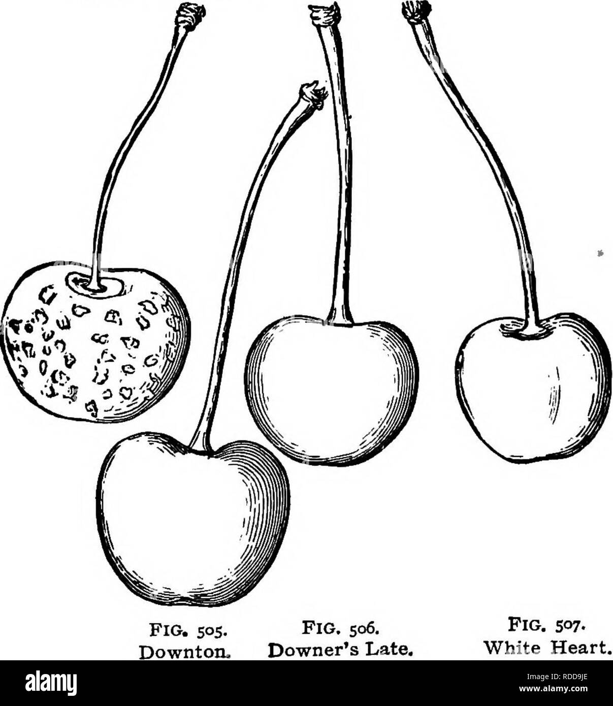 . The American fruit culturist, containing directions for the propagation and culture of all fruits adapted to the United States. Fruit-culture. THE CHERRY. 371 Downing's Red Cheek. Size medium or rather large, obtuse heart- shaped, regular; suture distinct; color with a broad crimson cheek; stalk an inch and a half long; cavity of medium size; flesh half tender, delicate, sweet, rich, very good. Rather early. Origin, Newburg, N. Y. Dovrnton. Large, round heart-shaped, apex quite obtuse, or slightly indented; light cream color, stained with red; stalk an inch and three-fourths or two inches lo Stock Photo