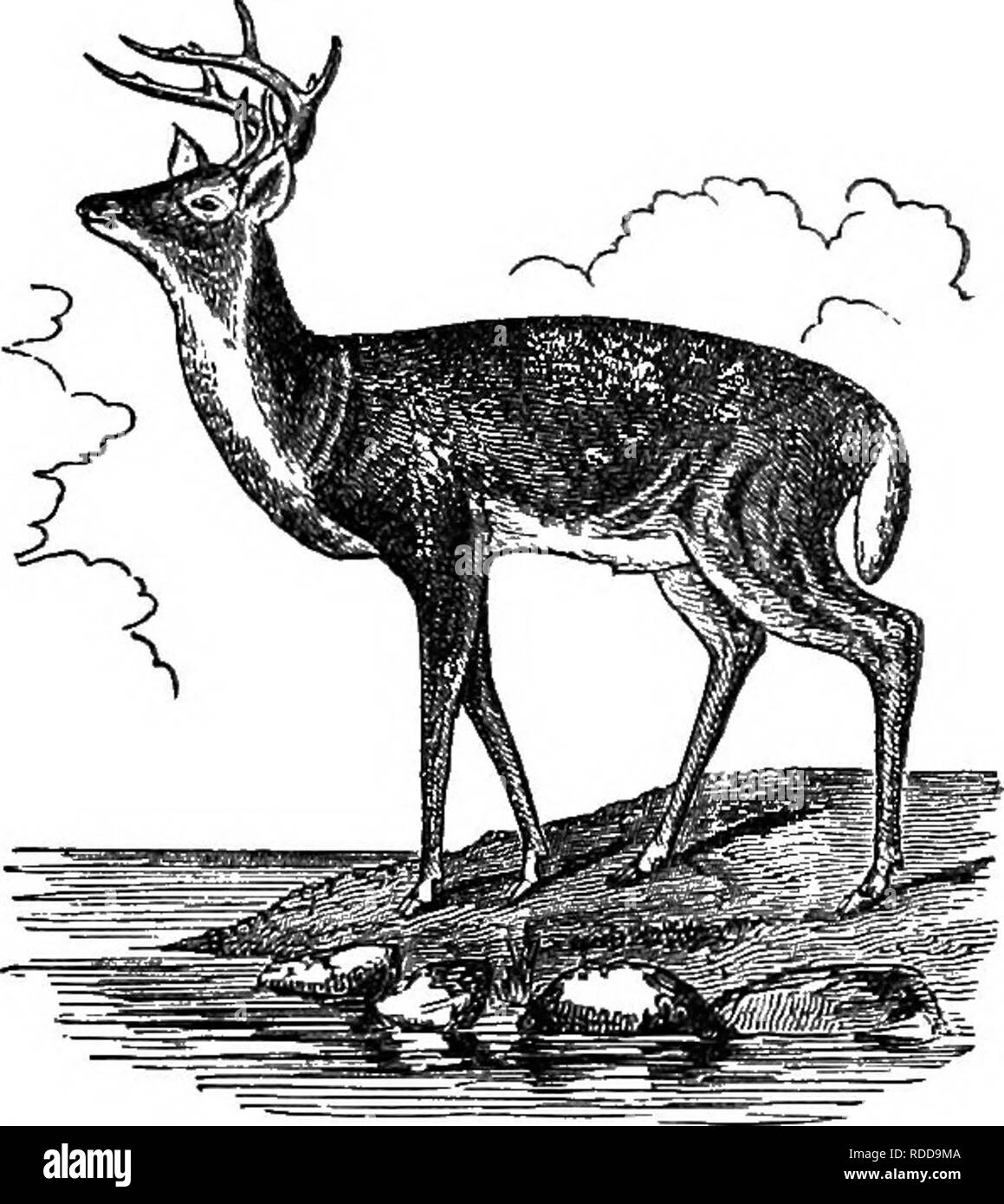 Common deer Black and White Stock Photos \u0026 Images - Alamy, image size:1159x1390