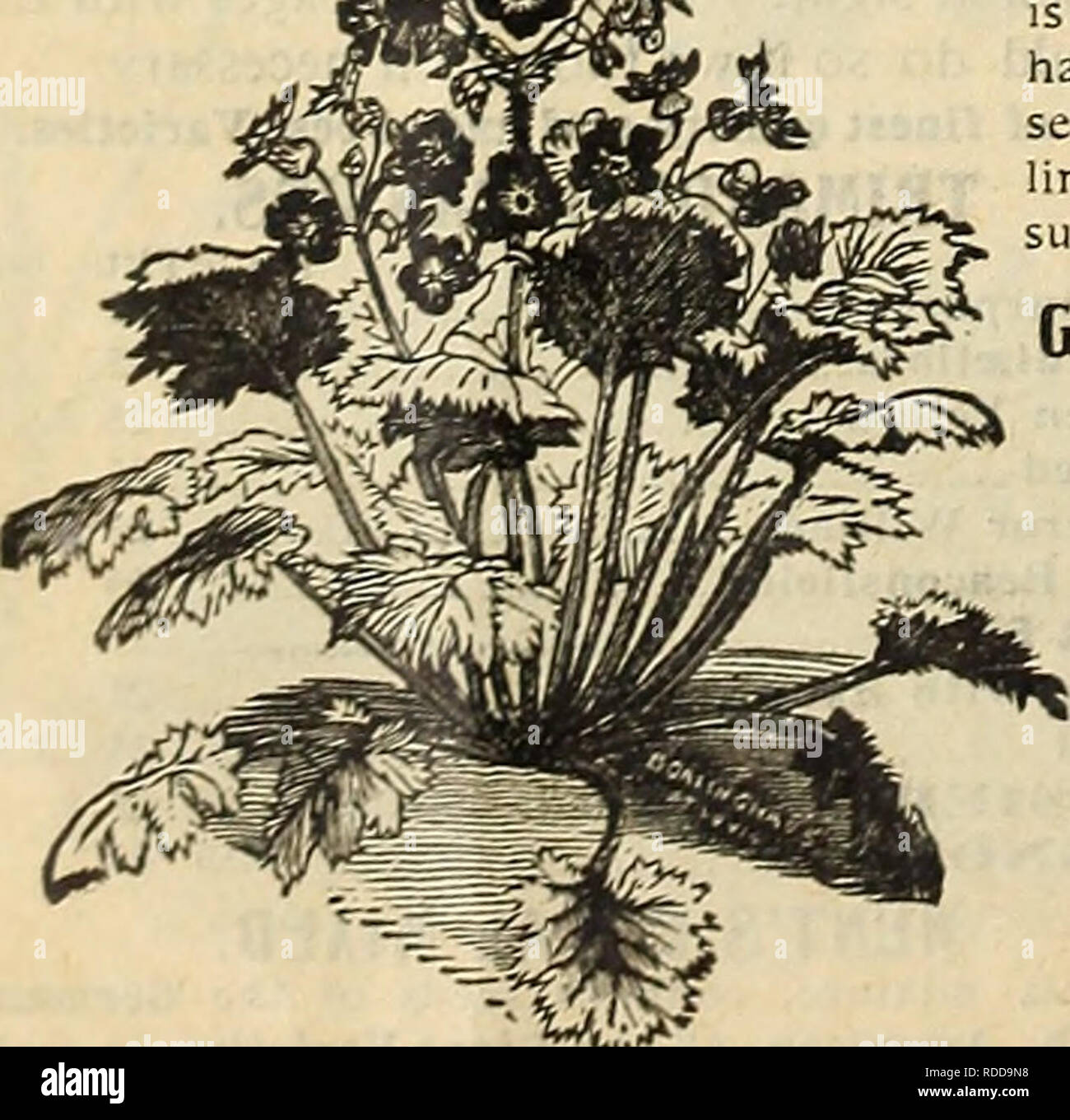 . E. H. Hunt's catalogue. Nurseries (Horticulture) Illinois Catalogs; Bulbs (Plants) Catalogs; Flowers Catalogs; Gardening Equipment and supplies Catalogs. RICINUS (CASTOR OIL PLANT.) Per oz. Borboniensis 15 Gibsoni.    15 Cambodgensis. PHLOX DRUMMONDI. Per oz. Africanus 15 Sanguineus 10 60 Mixed Ib., 75c. 10 PHLOX DRUMMONDI. Trade Pkt. Oz. White. Scarlet, Pink, each io 60 Mixed 10 40 Atropurpurea, blood red 10 60 Star of Quedlinburg 10 GRAND1FL0RA; OR, LARGE-FL. VARIETIES. Alba, white; Coccinea, scarlet; Rosea, pink, each 10 1.00 Splcndens, crimson, white eye 10 1.00 Isabellina, yellow 15 1.5 Stock Photo