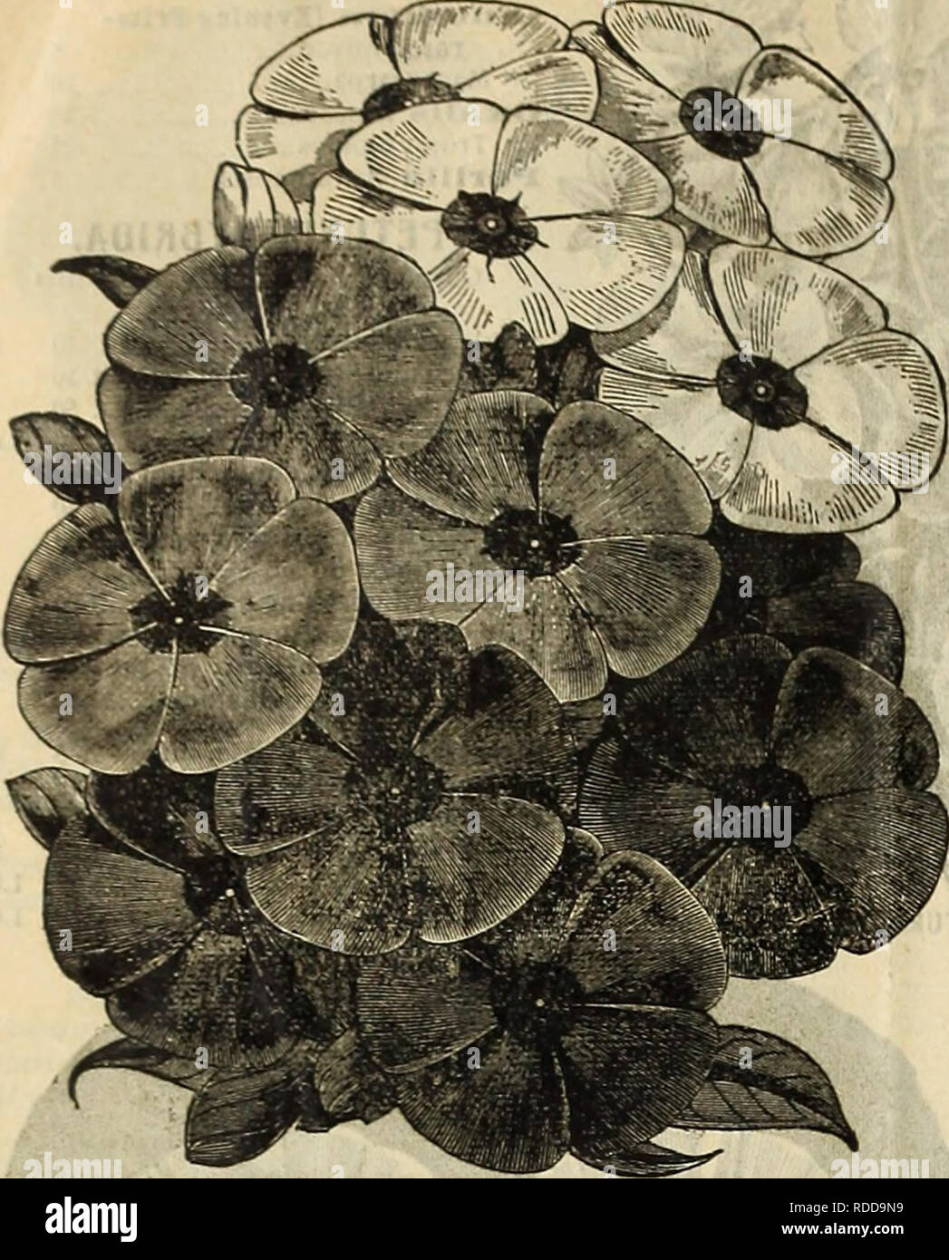 . E. H. Hunt's catalogue. Nurseries (Horticulture) Illinois Catalogs; Bulbs (Plants) Catalogs; Flowers Catalogs; Gardening Equipment and supplies Catalogs. E*. H. HUNT. CHICAGO. CATALOGUE FOR FLORISTS.. RICINUS (CASTOR OIL PLANT.) Per oz. Borboniensis 15 Gibsoni.    15 Cambodgensis. PHLOX DRUMMONDI. Per oz. Africanus 15 Sanguineus 10 60 Mixed Ib., 75c. 10 PHLOX DRUMMONDI. Trade Pkt. Oz. White. Scarlet, Pink, each io 60 Mixed 10 40 Atropurpurea, blood red 10 60 Star of Quedlinburg 10 GRAND1FL0RA; OR, LARGE-FL. VARIETIES. Alba, white; Coccinea, scarlet; Rosea, pink, each 10 1.00 Splcndens, crims Stock Photo