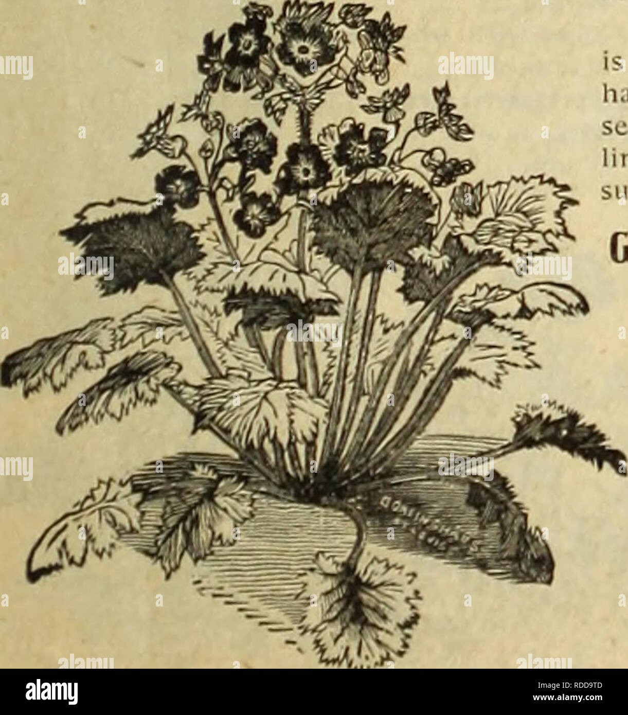 . E. H. Hunt's catalogue. Nurseries (Horticulture) Illinois Catalogs; Bulbs (Plants) Catalogs; Flowers Catalogs; Gardening Equipment and supplies Catalogs. PHLOX DRUMMONDI. RICINUS (CASTOR OIL PLANT.) Per oz. Borboniensis 15 Gibsoni.. IS Per oz. Africanus 15 Sanguineus 10 Cambodgensis. (,U, Mixed lb., 75c. 10 PHLOX DRUMMONDI. Trade Pkt. Oz. White, Scarlet, Pink, each 10 60 Mixed.. : 10 40 Atropurpurea, blood red  10 GO Star of Quedlinburg 10 GRANDIFLORA; OR, LARGE-FL. VARIETIES. Alba, white; Coccinea, scarlet; Rosea, pink, each 10 1.00 Splendens, crimson, white eye 10 1.00 Isabellina, yellow 1 Stock Photo
