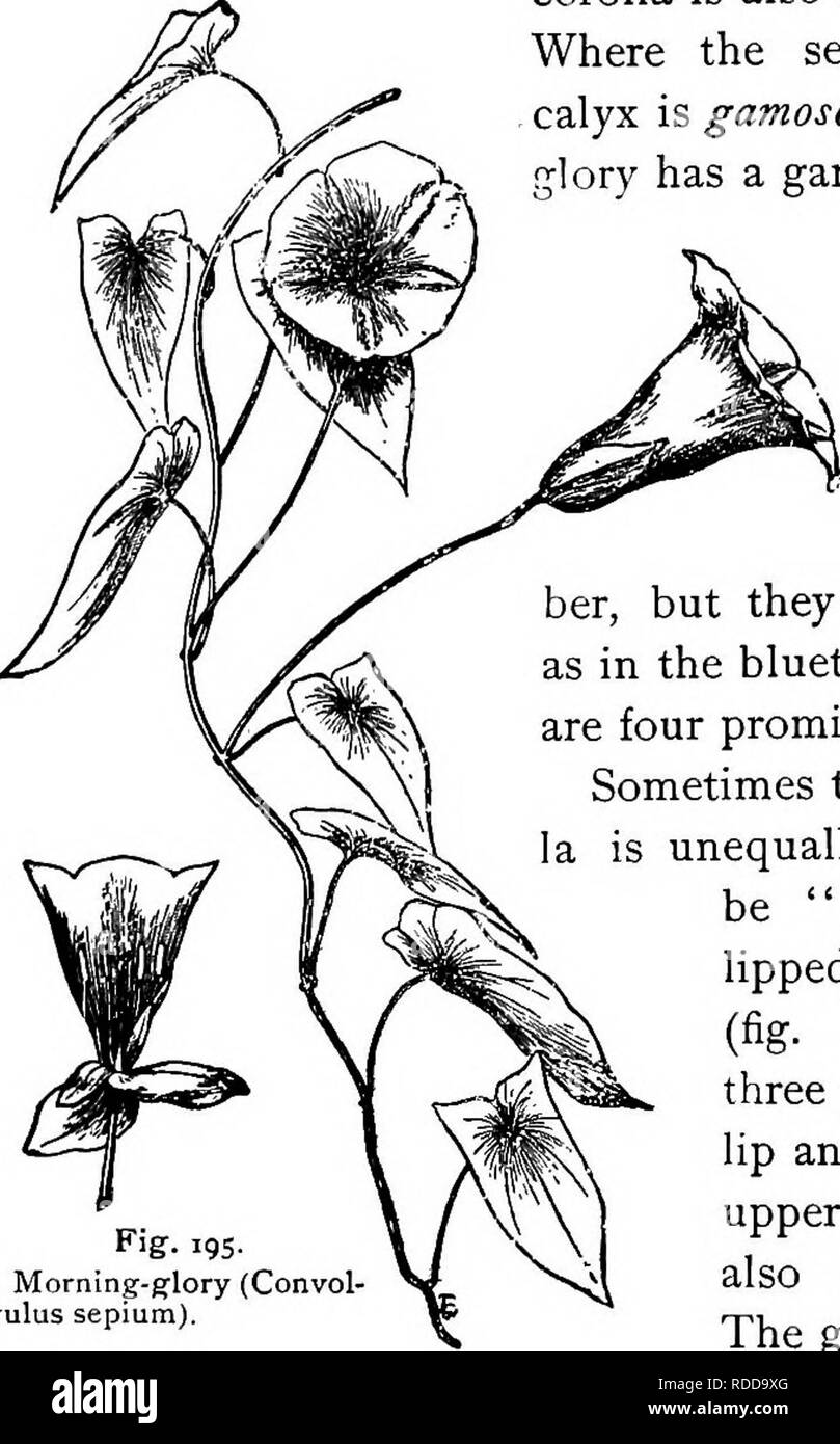Lessons in botany. Botany. 222 BOTANY. In the morning-glory (fig. 195) the  petals are coherent^ form- ing a funnel-shaped corolla as shown in the  figure. Such a corolla is also said