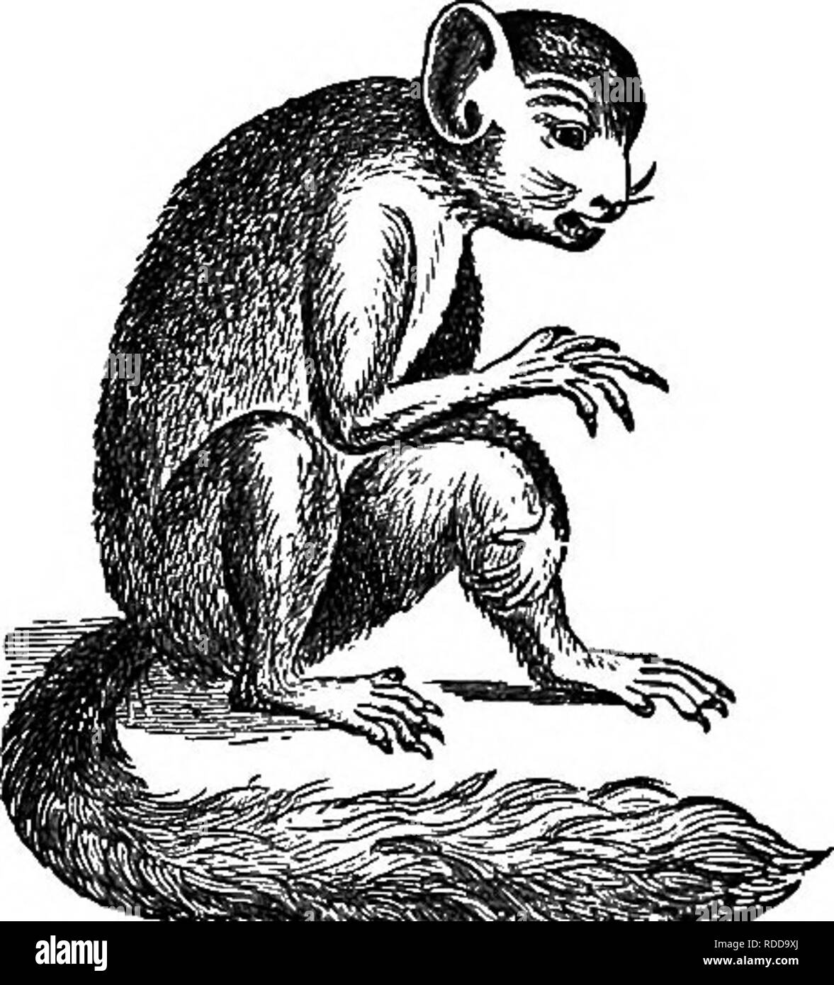 Natural history of animals. Containing brief descriptions of the animals figured on Tenney's Natural history tablets, but complete without the tablets. Zoology. Fig. 39. — Marmoset. Fig. 40. — Lemur. soft, Natural history of animals. Containing brief descriptions of the animals figured on Tenney's Natural history tablets, but complete without the tablets. Zoology. Fig. 39. — Marmoset. Fig. 40. — Lemur. soft,