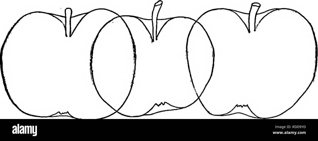 . The American fruit culturist, containing directions for the propagation and culture of all fruits adapted to the United States. Fruit-culture. APPLES. 321 Danvers Winter Sweet.* Medium or rather large, roundish, re- motely oblong or conical, obscurely ribbed ; greenish yellow, be- coming a rather dull rich yellow, sometimes an orange blush ; stalk three-quarters to one inch long, cavity acute; basin smooth, narrow; flesh yellow, sweet, rich. Fig. 408. Growth vigorous, tree pro- ductive. Massachusetts. Green Sweet.* Large or medium, nearly round, slightly approach- ing ovate-conical, regular; Stock Photo