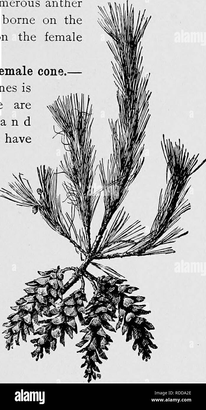 . Lessons in botany. Botany. Fig-. 163. White pine, branch with cluster of mature cones shedding the seed. A few young cones four months old are shown on branch at the left. Drawn from photograph. spread as they do when mature and becoming dry, in order that the seeds may be set at liberty. The general outline of the cone is lanceolate, or long oval, and somewhat curved. It measures about 10-15 cm long. If we remove one Fig. 164. Mature cone of white pine at time of scattering of the seed, nearly natural size.. Please note that these images are extracted from scanned page images that may have  Stock Photo