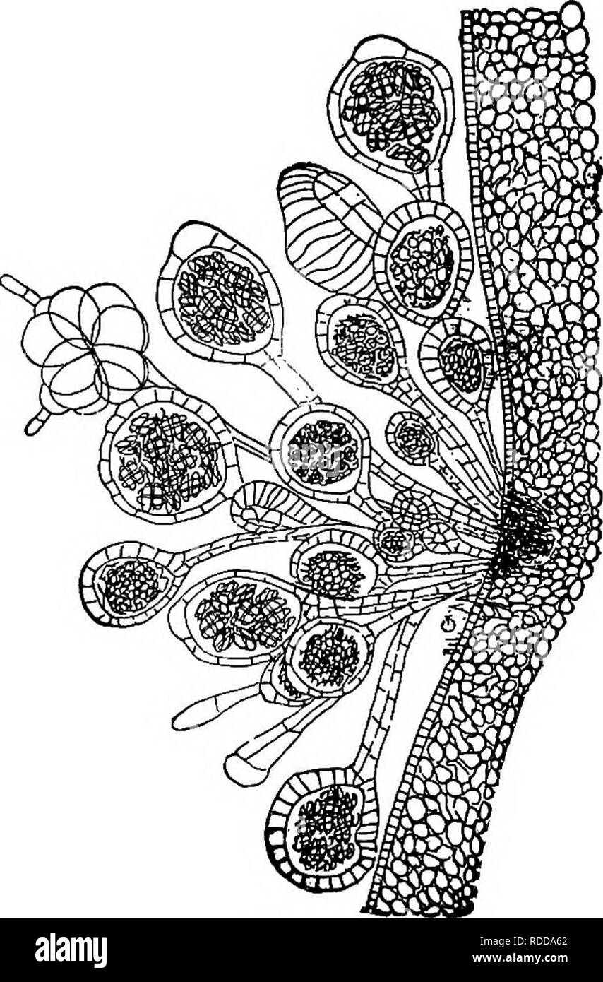 . Lessons in botany. Botany. FERN'S. 161 leaf and place it under the low power of the microscope, so that the full rounded sporangia can be seen, in a short time we note that the sporangium opens, the upper half curls backward as shown in fig. 138, and soon it snaps quickly, to near its former position, and the spores are at the same time thrown for a considerable distance. This movement can sometimes be seen with the aid of a good hand lens. 266. How does this opening and snapping of the sporan- gium take place ?—We are now more curious than ever to see just how this opening and how the snapp Stock Photo