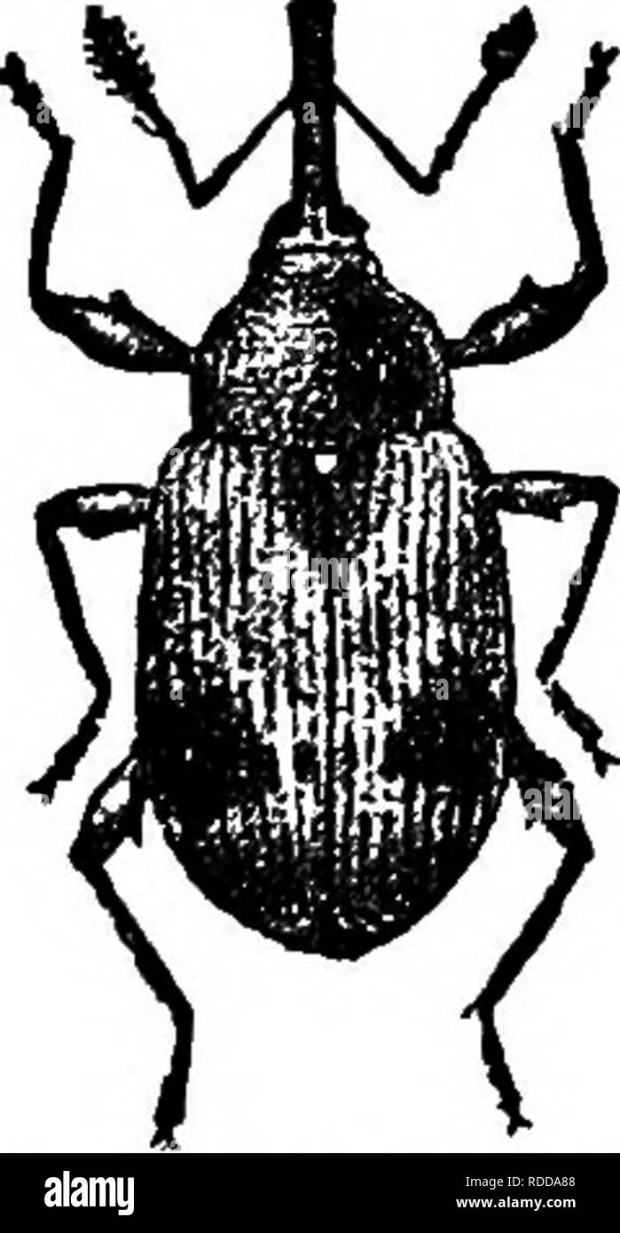 . The American fruit culturist, containing directions for the propagation and culture of all fruits adapted to the United States. Fruit-culture. DESTRUCTIVE INSECTS. 209 and also the spores of some serious fungous diseases. On small areas it is practicable to crush by hand the insects in the rolled leaves. The Strawberry Weevil {Anthonomus signatus) is a little snout-beetle, measuring only a tenth of an inch in length (Fig. 277), which deposits an egg in a strawberry bud and then punctures or cuts the stem below it (Fig. 278) in such a way that in a few days the bud drops to the ground. Within Stock Photo
