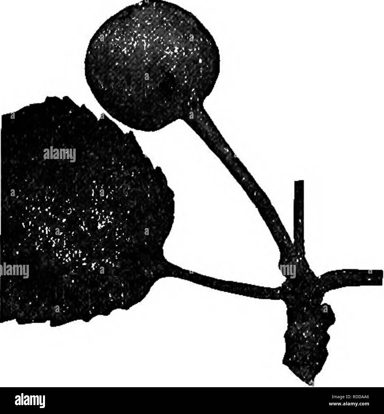 . The American fruit culturist, containing directions for the propagation and culture of all fruits adapted to the United States. Fruit-culture. i86 DESTRUCTIVE INSECTS. whitish marks near the middle. These curculios hibernate in any sheltered location, as in hedge-rows, rubbish piles, old stone-walls, or a near-by forest; in consequence of this, fruit- growers often notice that the portion of their orchard nearest Fro. 252.—The Plum Curculio. Adult; larva; pupa; all enlarged. such places suffers the most from the insect. The curculios come from their hiding places soon after the fruits are se Stock Photo