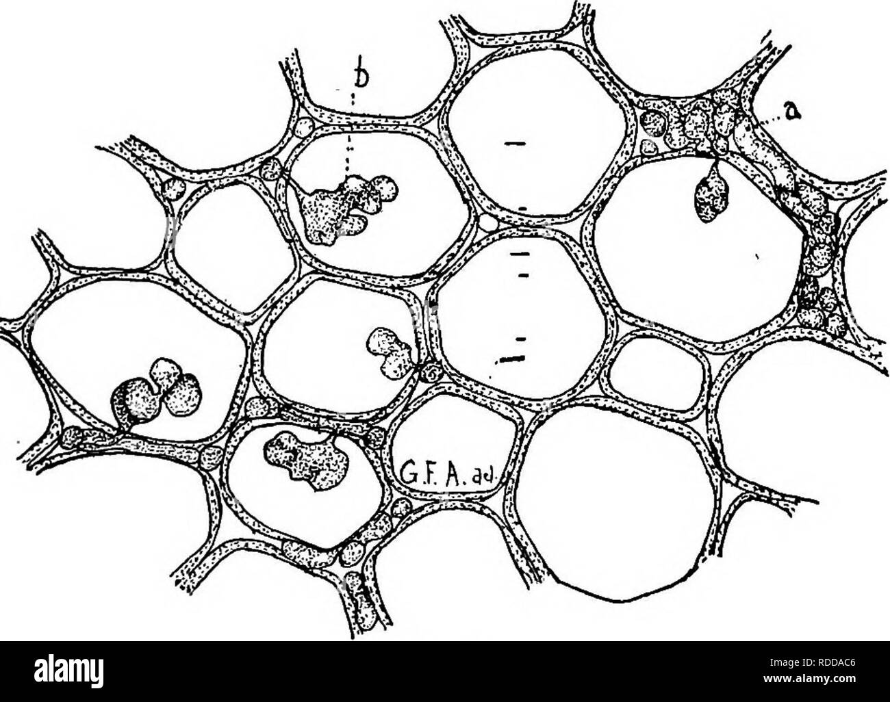 . Lessons in botany. Botany. HOW PLANTS OBTAIN FOOD. 89 ing nutriment maybe demonstrated by making sections through both parasite and host at a point where the haustoria enter the stem. These should then be mounted for examination with the microscope. Fig. 64. Several teleutospores, showing the variations in form. 161. Carnivorous plants, or insectivorous plants.—Examples of these are the well-known Venus fly-trap (Dionaea muscipula) and the sundew (Drosera rotundifolia). These are illustrated in figures 67 and 68. The lamina of the leaf of the Venus. Fig. 65. Cells from the stem of a rusted c Stock Photo