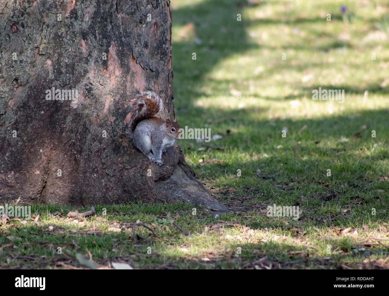 Grey squirrel moving around the spring flowers Stock Photo