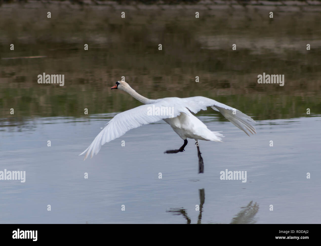 Swan on land hires stock photography and images Alamy