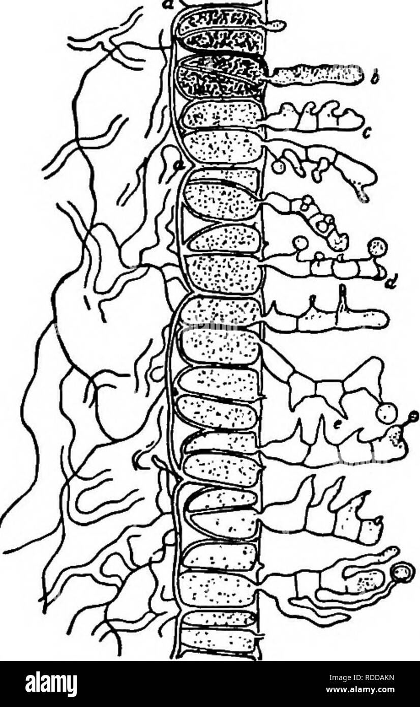 . The fungi which cause plant disease . Plant diseases; Fungi. 342 THE FUNGI WHICH CAUSE PLANT DISEASE Wall slightly colored 16. Cionothriz. Telia with a peridium Telia half projecting above the host surface. .• 17. Dietelia. Telia sunken in the tissue of the host 18. EndophyUum, p. 353. Teliospores 2-celled Peridium present 19. Pucciniosita. Peridium none 20. Didymopsora. Melampsora Castaigne (p. 340) 0. Pycnia half spherical. 1. .^cia of caeoma-type, no peridium or paraphyses. II. Urediniospores solitary, membrane colorless. III. Teliospores 1-celled, rarely more, in flat irregularly limited Stock Photo
