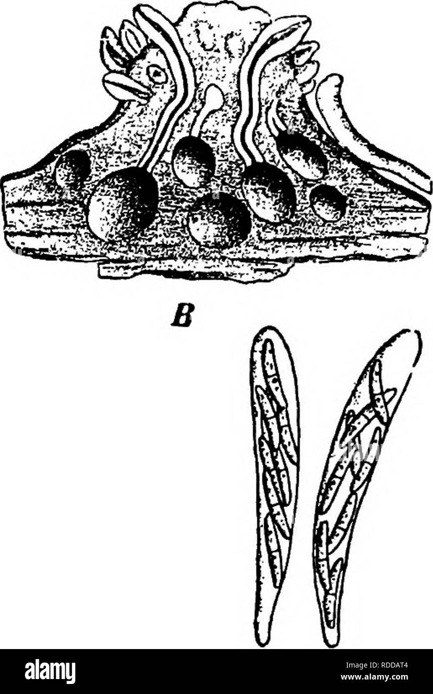 . The fungi which cause plant disease . Plant diseases; Fungi. THE FUNGI WHICH CAUSE PLANT DISEASE 279. Fig. 208.- in section lasne. Diaporthe. C, asci. o B, stroma. After Tu- hyaline, appendaged or not; pa- raphyses none. Conidia=Phoma, Cytospora, etc. D. taleola (Fr.) Sacc. Stroma cortical, definite, de- pressed, pulvinate, 2-4 mm., cov- ered; perithecia few, 4-10, buried, their ostioles converging, erumpent in a small light-colored disk; asci cylindric, 120-140 x 10-12 ix, spores elliptic, uniseptate, constricted, with setaceous appendajges, 15-22 x 8-9/1. It causes canker on oak, killing t Stock Photo