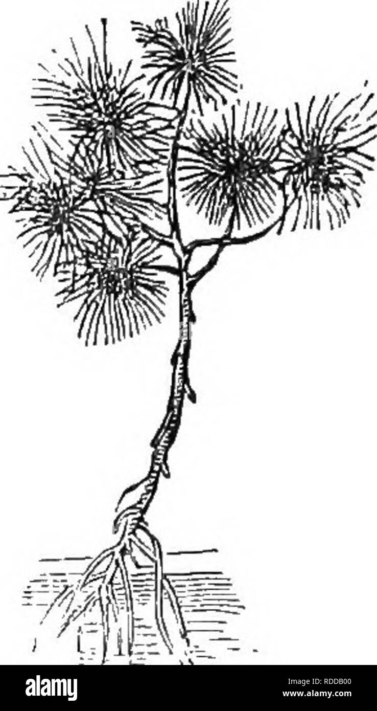 . Analytical class-book of botany : designed for academies and private ...