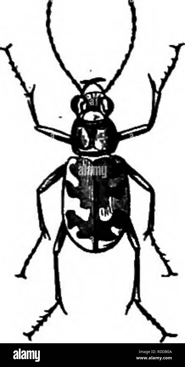. Farm friends and farm foes : a text-book of agricultural science . Agricultural pests; Beneficial insects; Insect pests. Tiger Beetles them with wide-open jaws, devouring the victims bodily, while others pierce their bodies with pointed beaks to suck their lifeblood. Yet others insert lancelike ovipositors by means of which they leave inside the body of the victim tiny eggs that develop into parasites whose attacks are as fatal as those of the larger foes. Those insects that de- vour the bodies or suck the lifeblood of their victims are called Predaceous Insects. There are a great many diffe Stock Photo