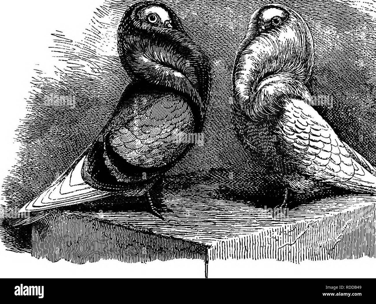 . The practical pigeon keeper. Pigeons. ANCIENT AND MODERN STANDARDS. 159 The extreme of neither argument will bear examination. On the one hand, it is impossible to admit that we ai-e to be tied down to every point precisely as known to Moore; and it is simply an egregious mistake to argue, as some have done, that the points as described by old authors were always the. Blue ahd 'White Jacobihs, result of careful study, and deliberate, fixed determination. This position has been assumed by more than one advocate of the old-fashioned Jacobin; but it is, on the contrary, as certain as anything c Stock Photo