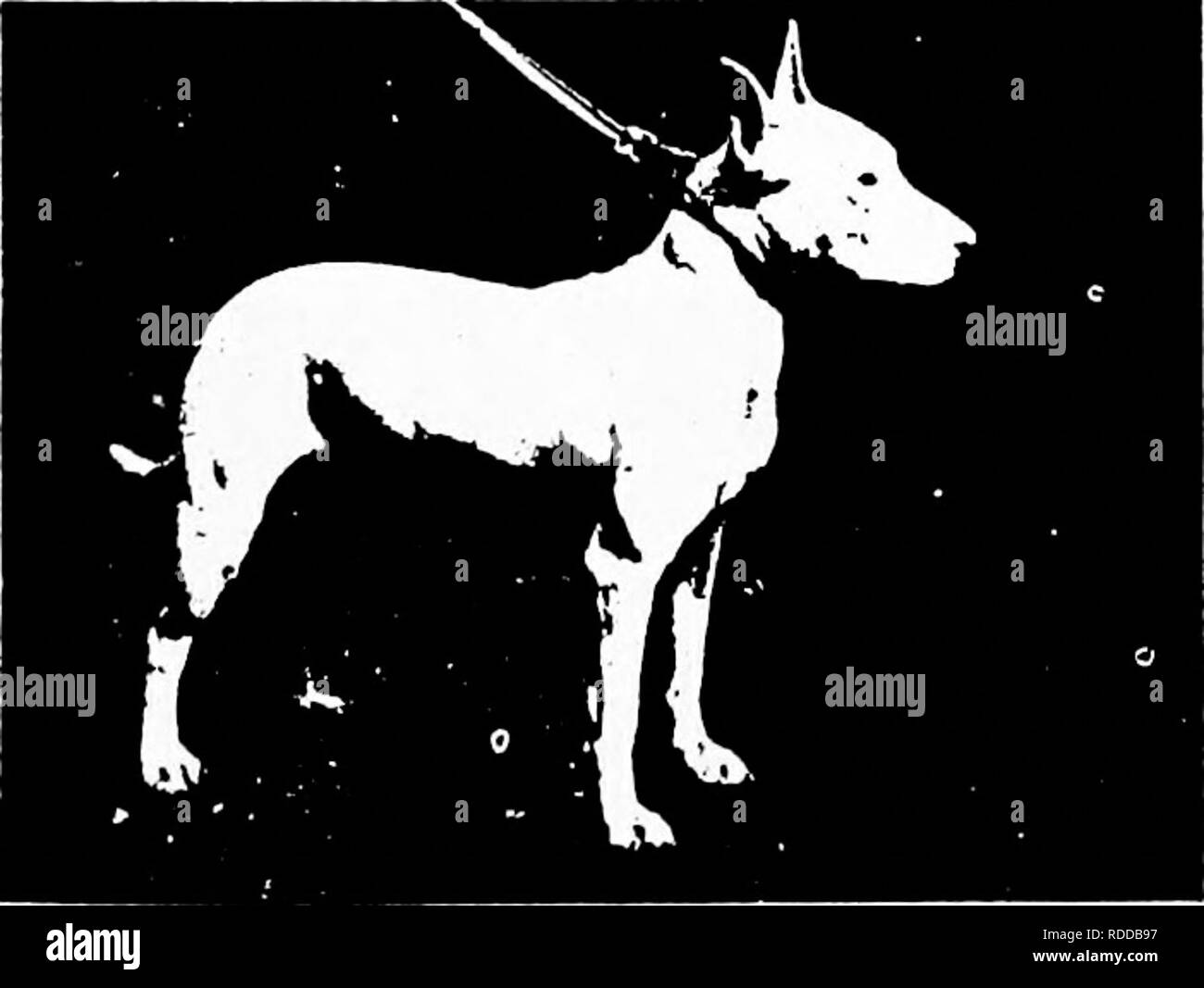 Boeselager kennel top