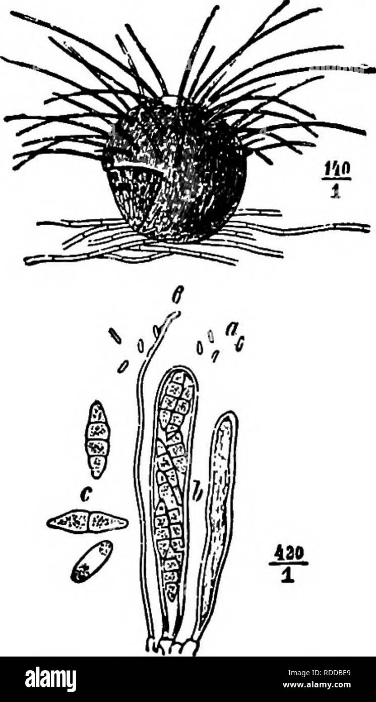 . The fungi which cause plant disease . Plant diseases; Fungi. THE FUNGI WHICH CAUSE PLANT DISEASE 229 Acanthostigma de Notarjs (p. 226) Perithecia free, globose or ovate, very small; walls leathery, black, beset with stiff bristles, ostiole short; asci usually cylindric, rarely ovate, 8-spored; spores spindle-shaped, multicellular by cross walls, hyaline; paraphyses few or none. There are some thirty species, mostly saprophytes. A. parasiticum (Hart.) Sacc.'*'&quot;''* Perithecia globose, minute, with rigid divergent hairs, 0.1-0.25 mm. in diameter; asci 50 n long, early disappearing; spores  Stock Photo