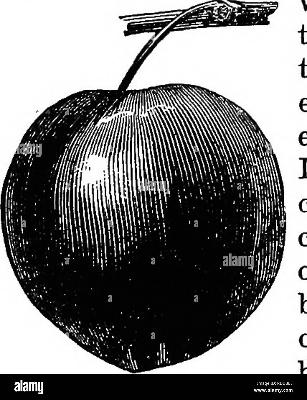 Small berry bushes Black and White Stock Photos & Images Alamy