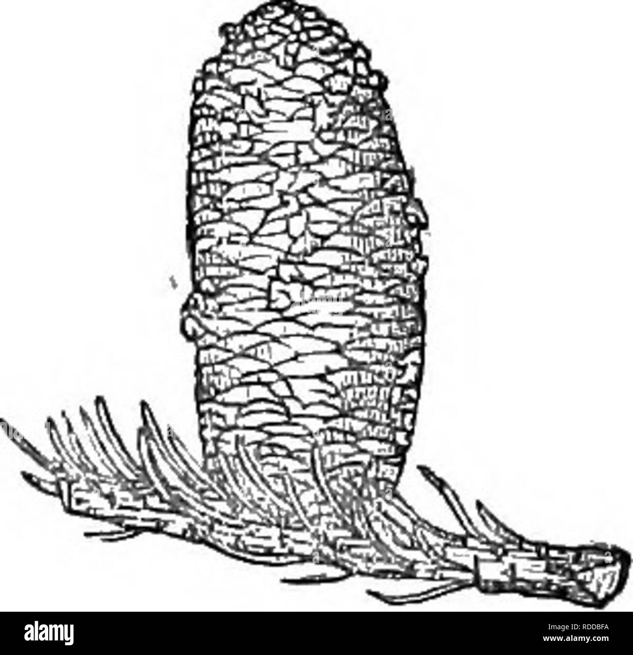 Pectinate leaves Black and White Stock Photos & Images Alamy